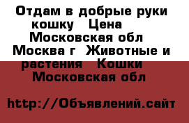 Отдам в добрые руки кошку › Цена ­ 1 - Московская обл., Москва г. Животные и растения » Кошки   . Московская обл.